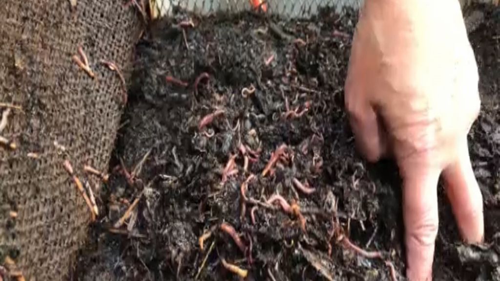 'Zo maken Amersfoortse wormen mest van groente- en fruitafval'