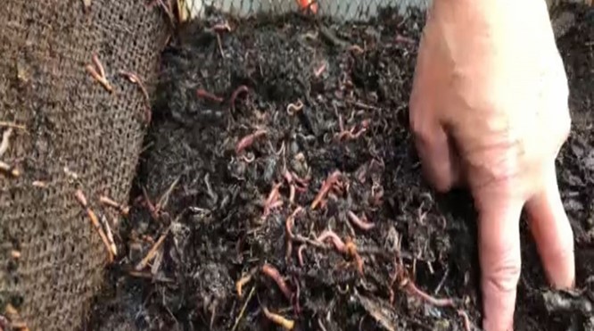 'Zo maken Amersfoortse wormen mest van groente- en fruitafval'
