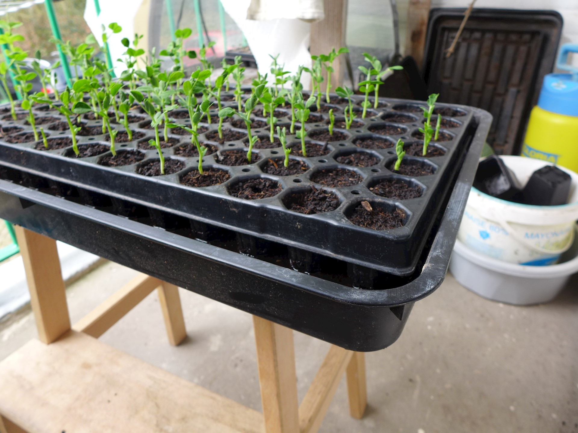 stadswormerij zaaitray 